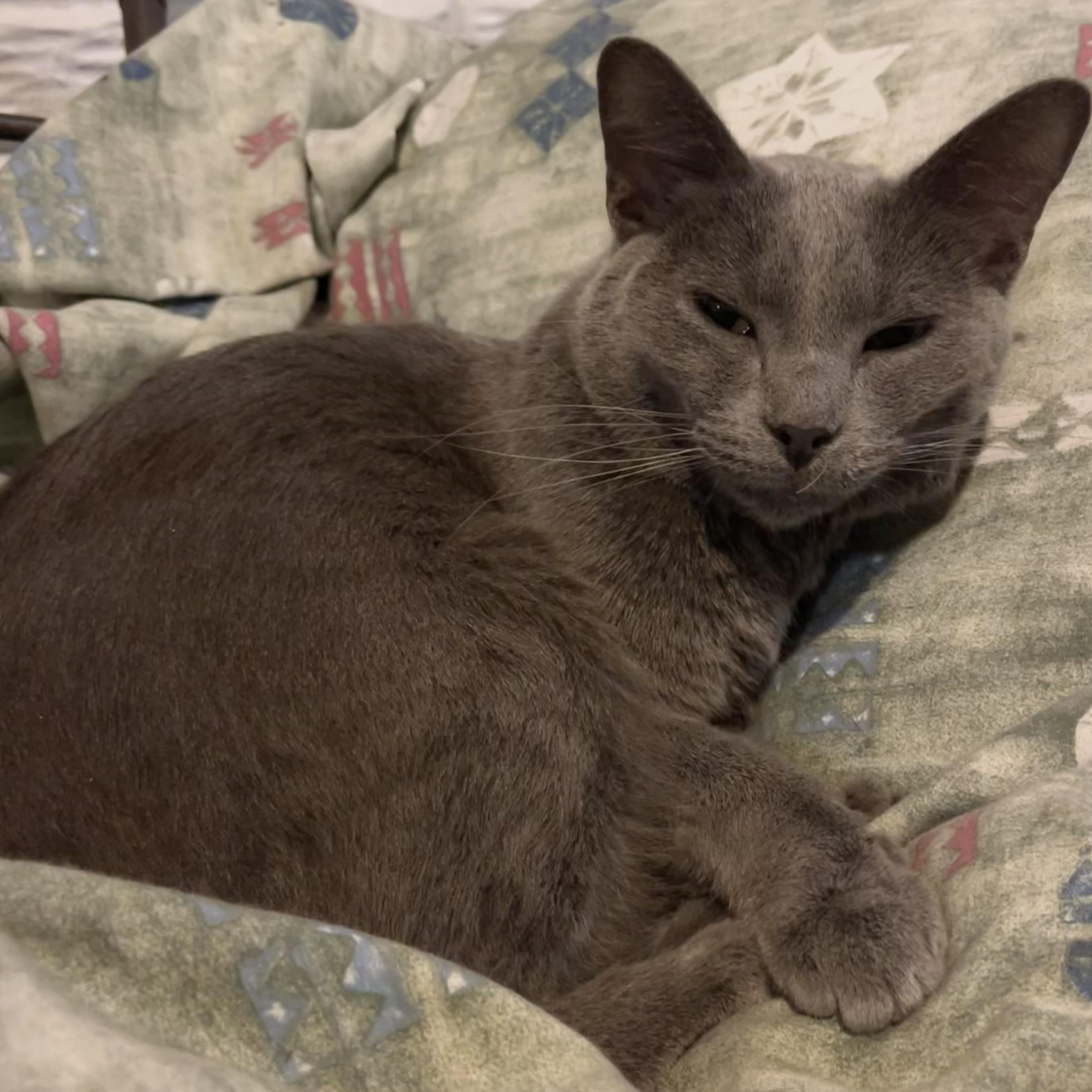 GrayBaby, a Adoptable Domestic Short Hair in Lake Geneva, WI image 4/6