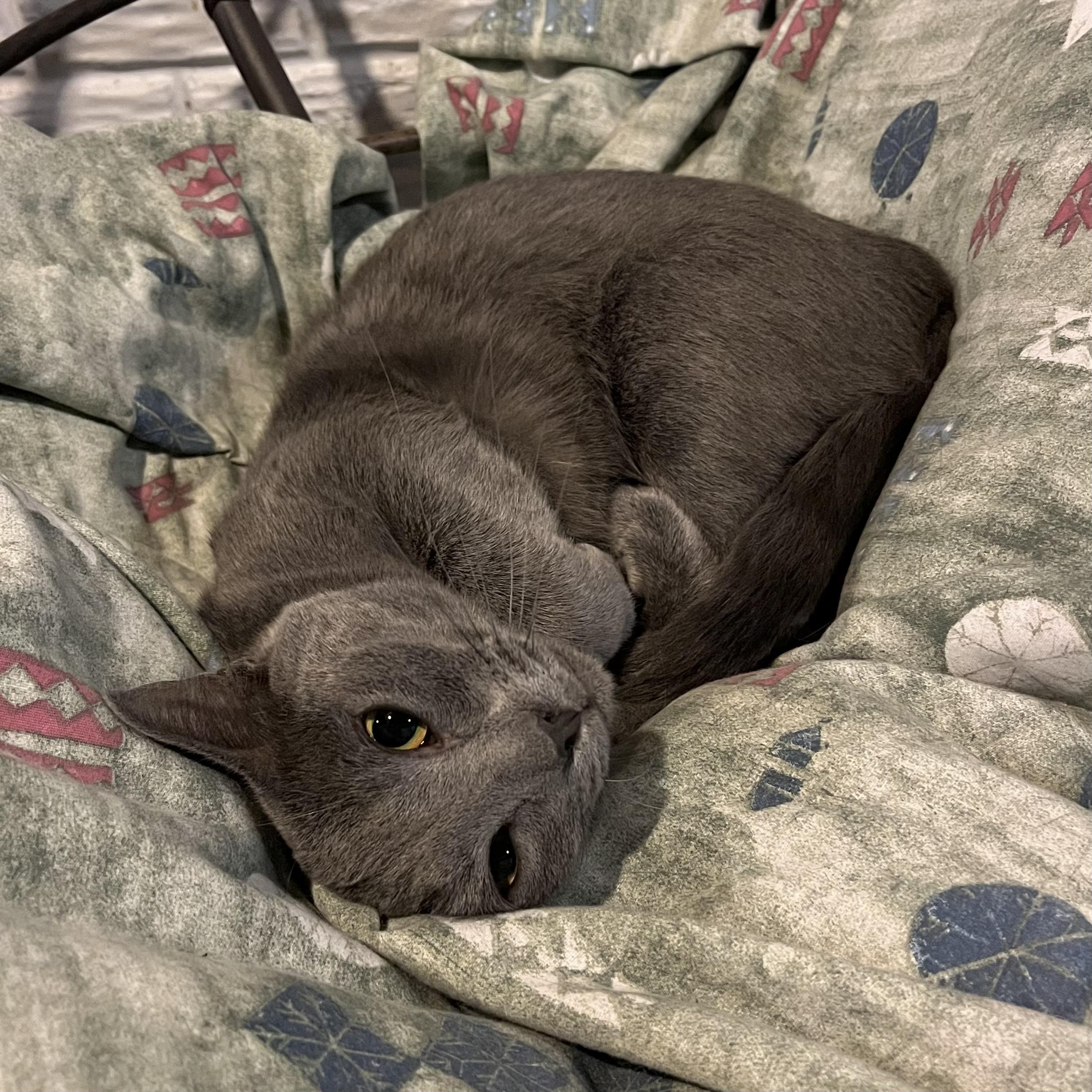 GrayBaby, Adoptable, Young Male Domestic Short Hair.