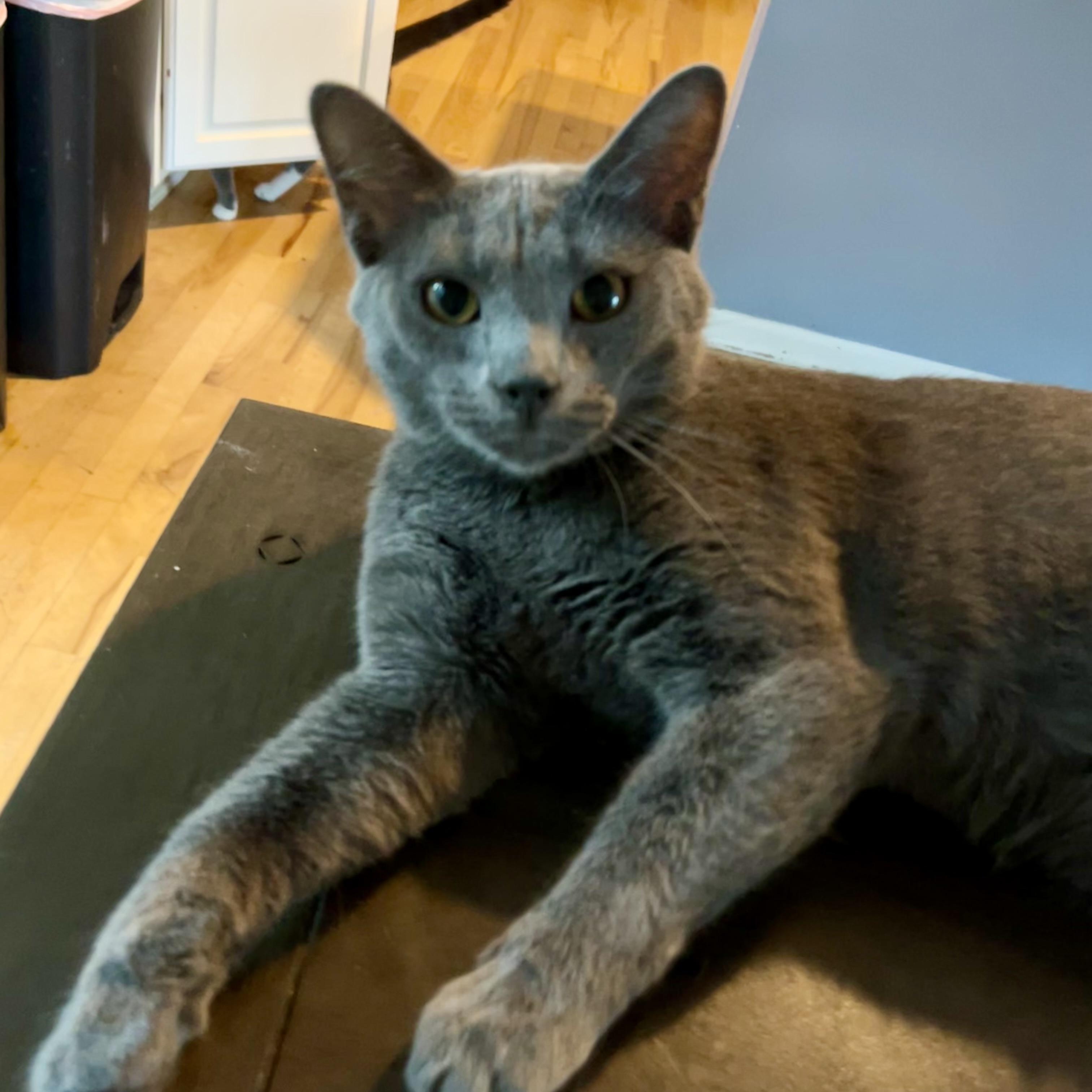 GrayBaby, an adoptable Domestic Short Hair in Lake Geneva, WI, 53147 | Photo Image 2