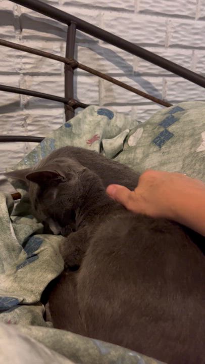 Enlarge GrayBaby, a Adoptable Domestic Short Hair in Lake Geneva, WI video 5/6