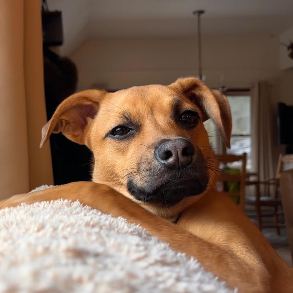 Mercury, Adoptable, Young Female Terrier.