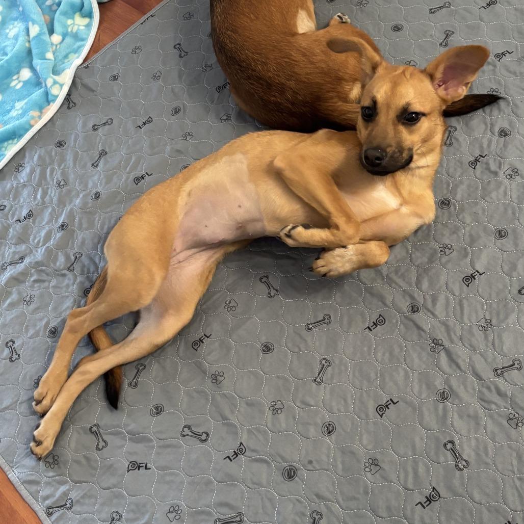 Mercury, Adoptable, Young Female Terrier.