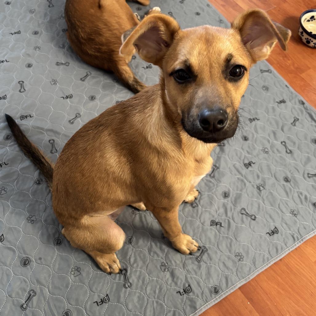 Mercury, a Adoptable Terrier in Staten Island, NY image 2/4