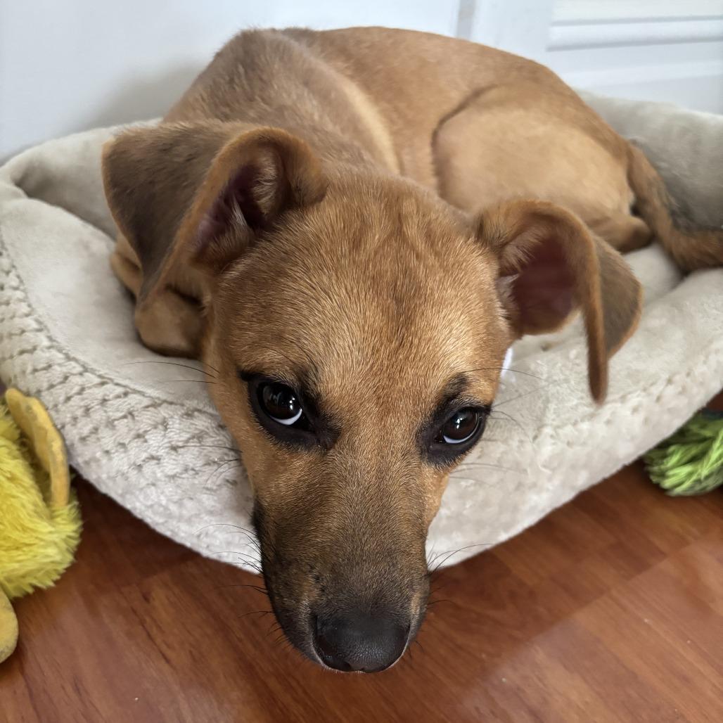 Mercury, a Adoptable Terrier in Staten Island, NY image 3/4