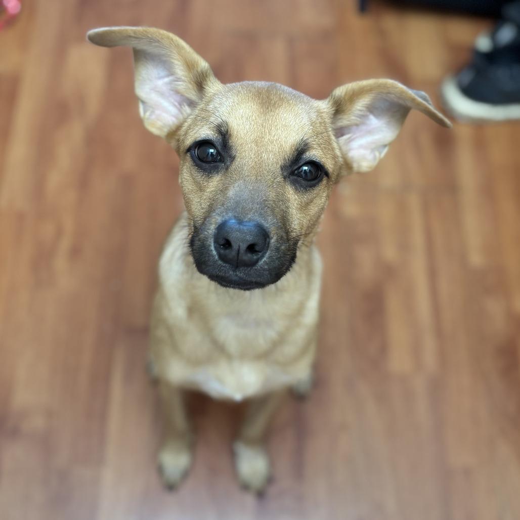 Mercury, a Adoptable Terrier in Staten Island, NY image 4/4