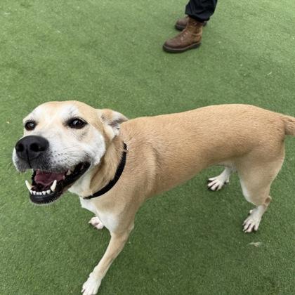 Enlarge Polly, a Adoptable mixed breed in Farmers Branch, TX image 1/3