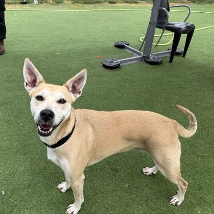 Enlarge Polly, a Adoptable mixed breed in Farmers Branch, TX image 2/3