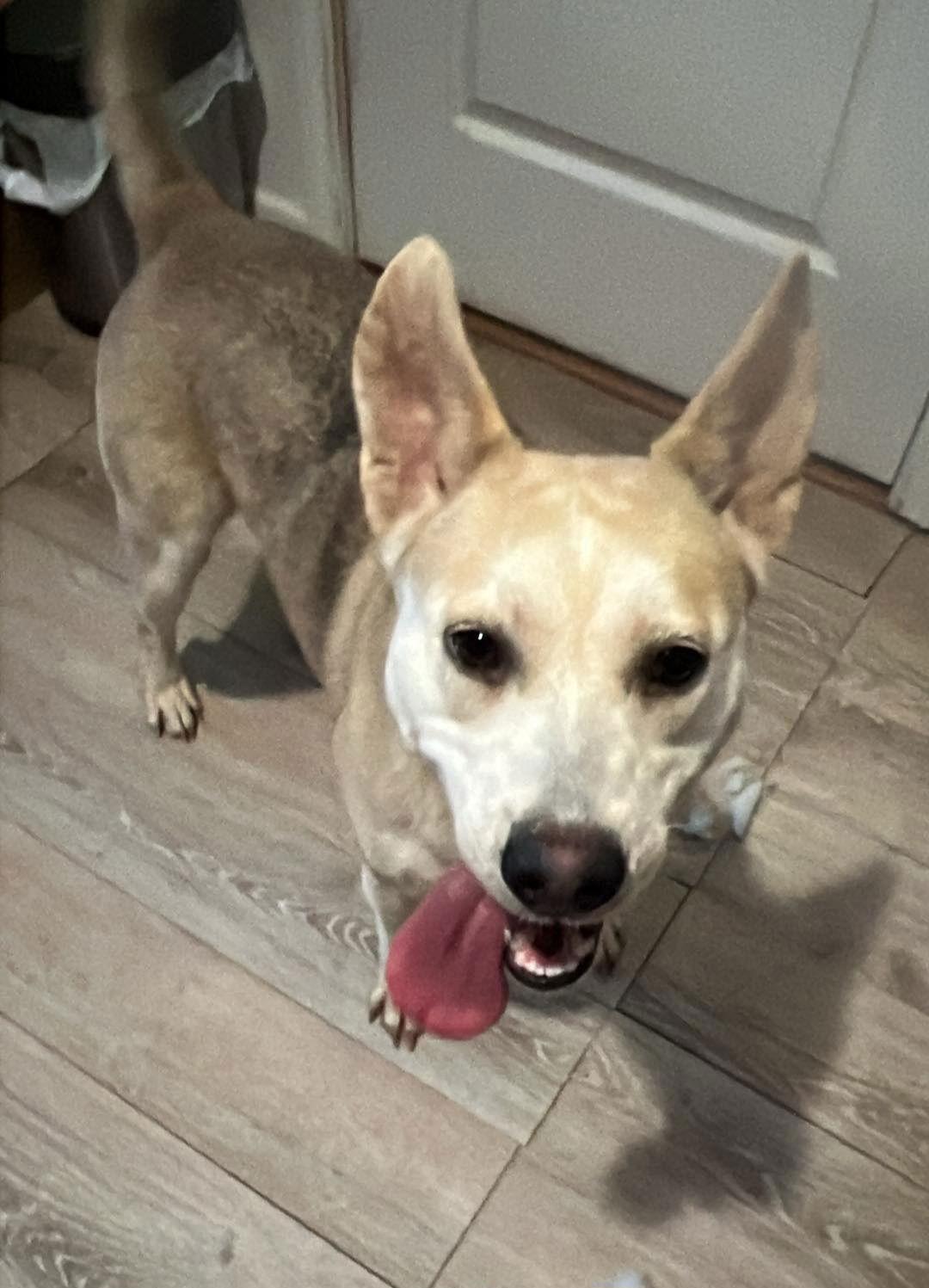 Enlarge Eri, a Adopted Shepherd in Westminster, MD image 1/3