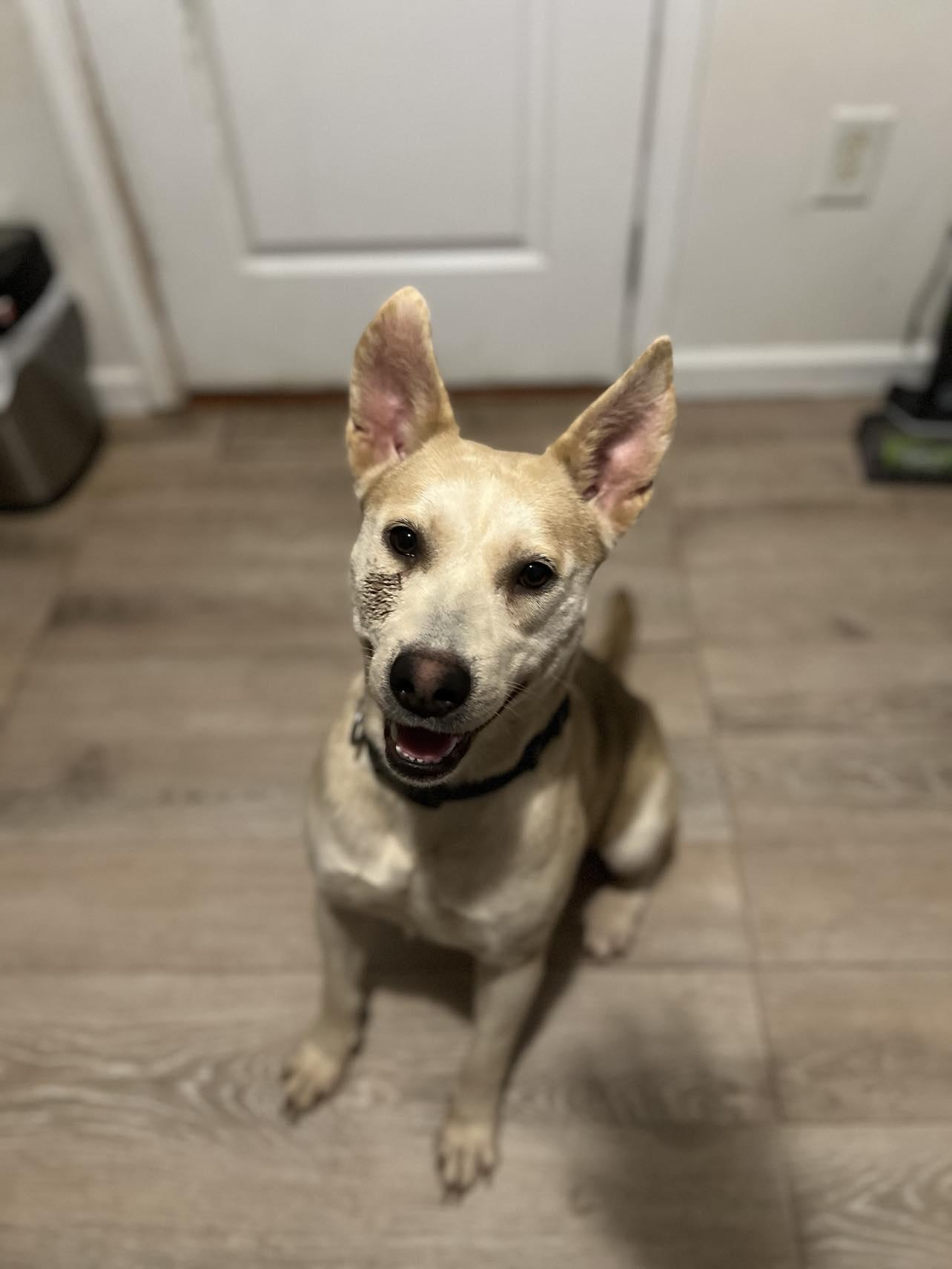 Enlarge Eri, a Adopted Shepherd in Westminster, MD image 2/3