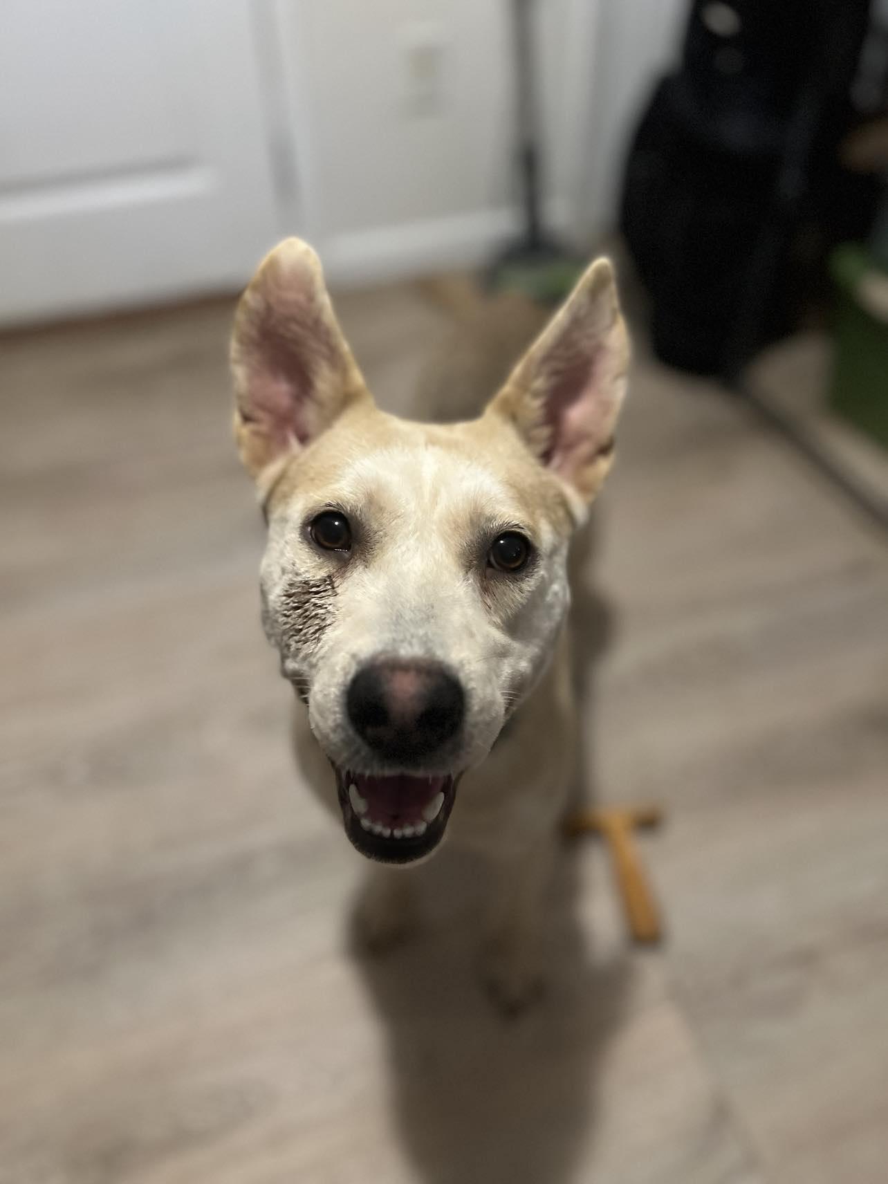Enlarge Eri, a Adopted Shepherd in Westminster, MD image 3/3