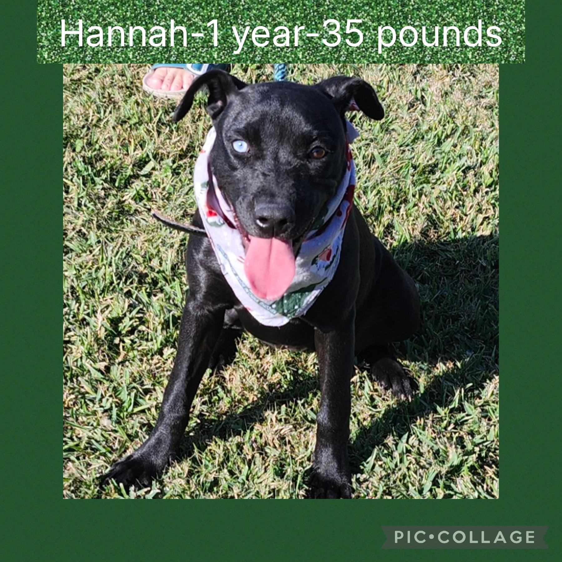 Hannah, adopted, Adult Female Mixed Breed.