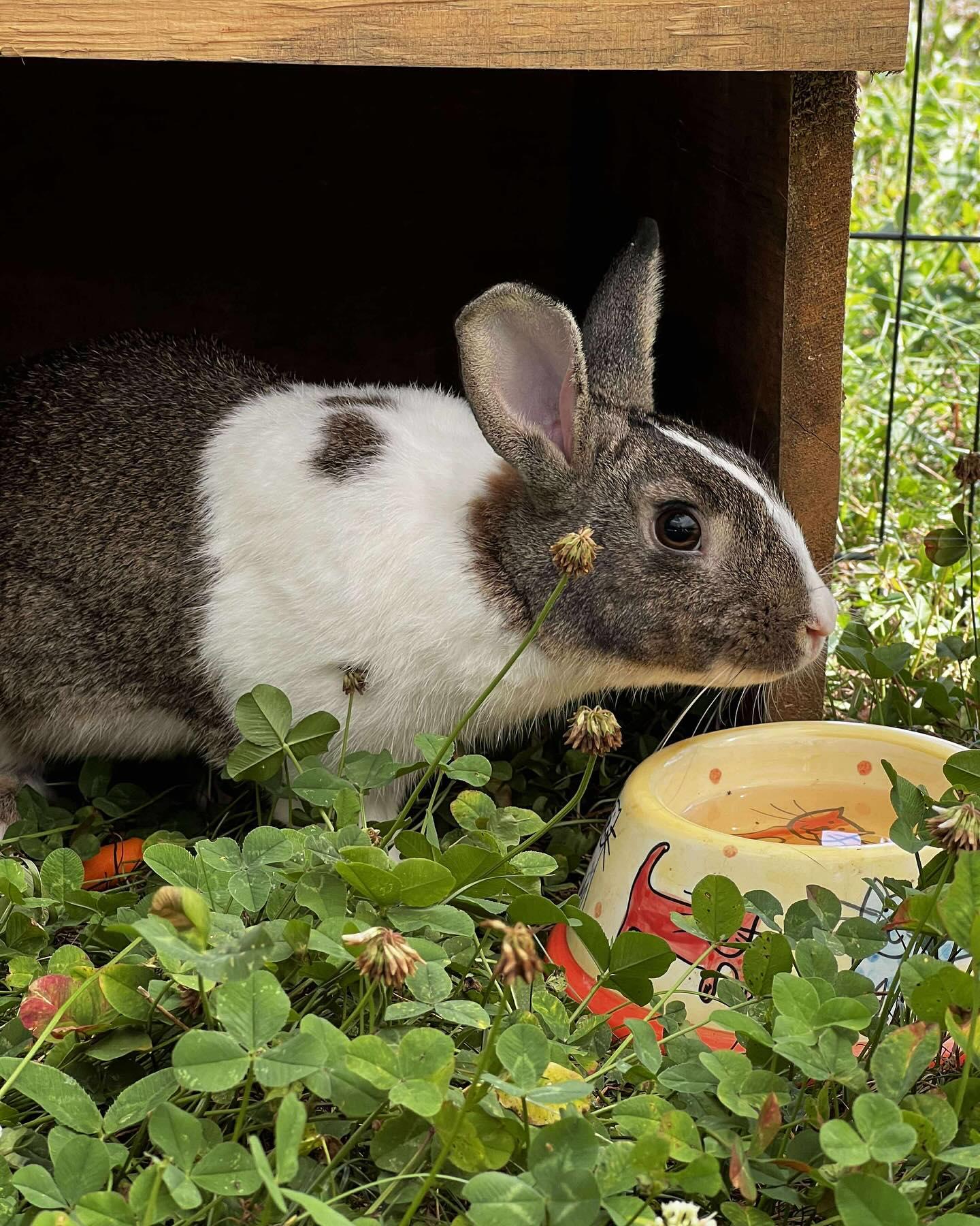Opie, a Adoptable mixed breed in Westbrook, ME image 6/6