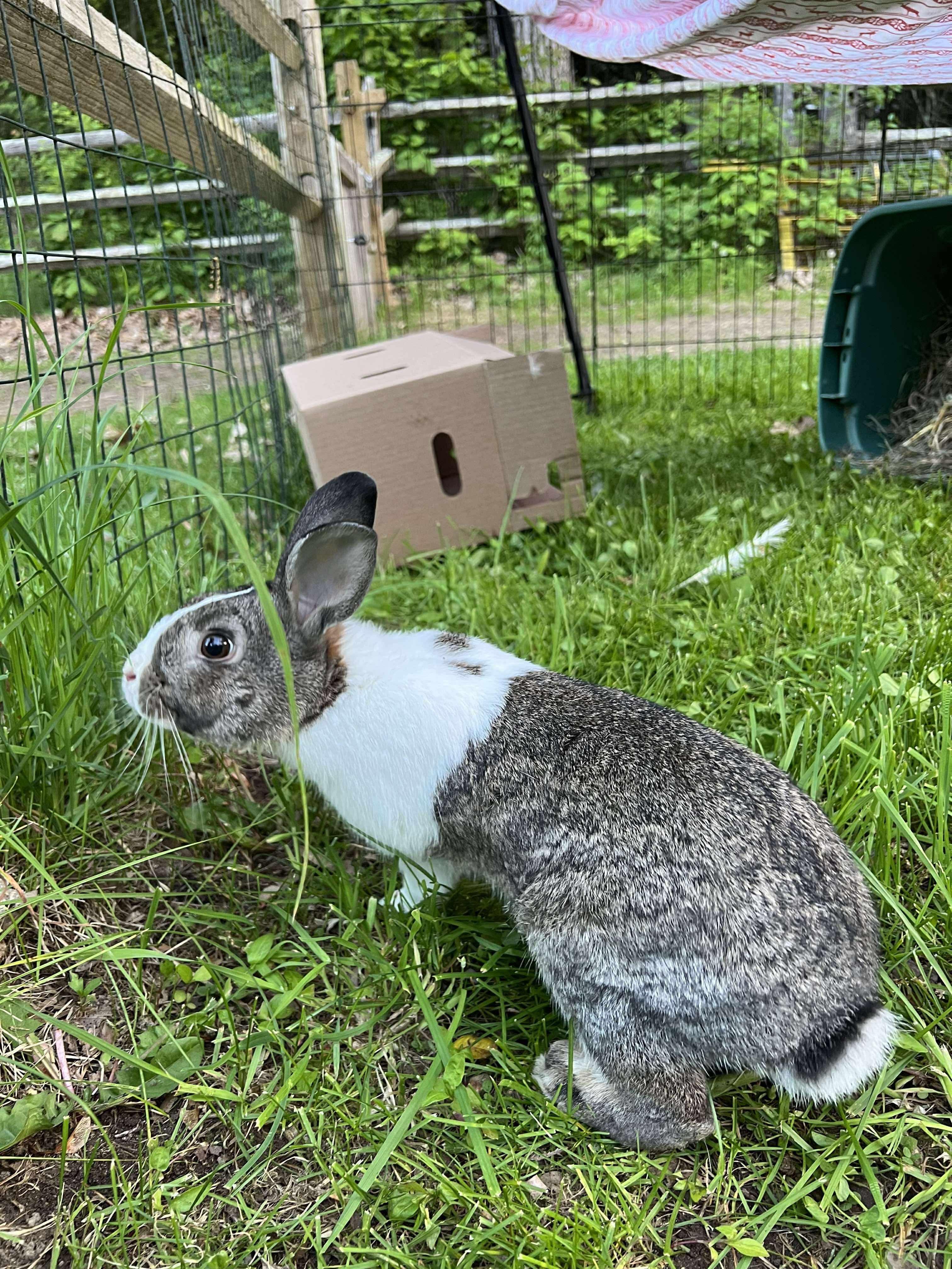 Opie, Adoptable, Adult Male Bunny Rabbit.