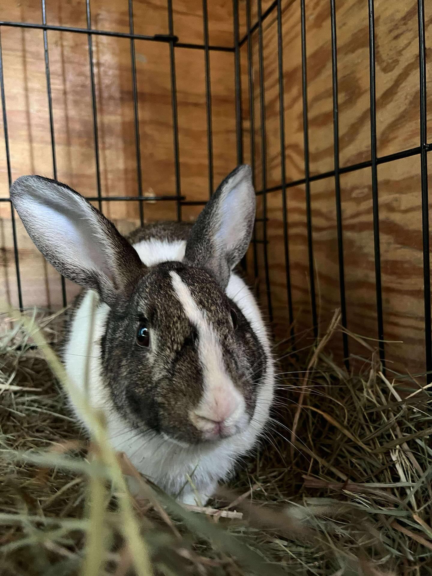Opie, a Adoptable mixed breed in Westbrook, ME image 3/6