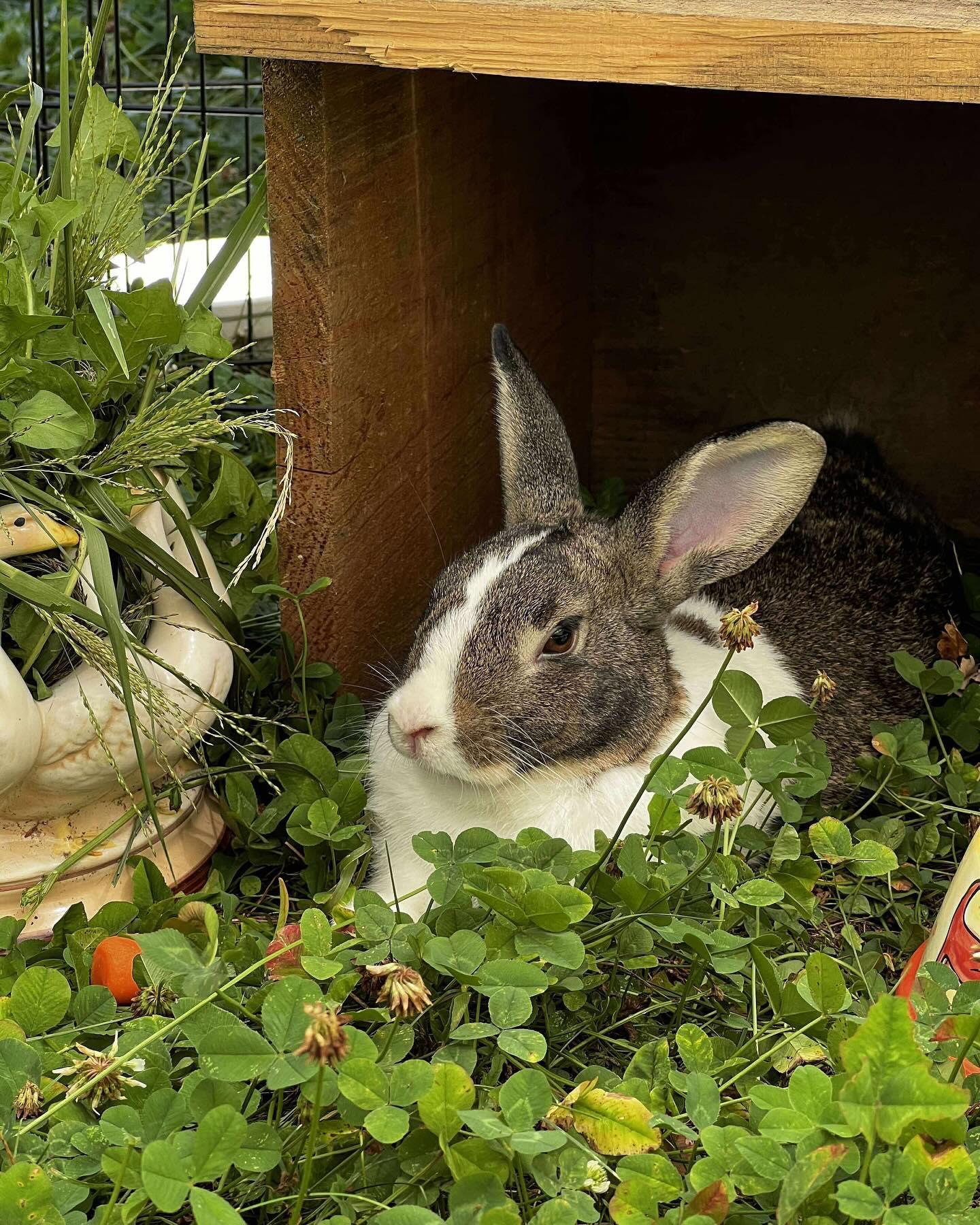 Opie, a Adoptable mixed breed in Westbrook, ME image 5/6