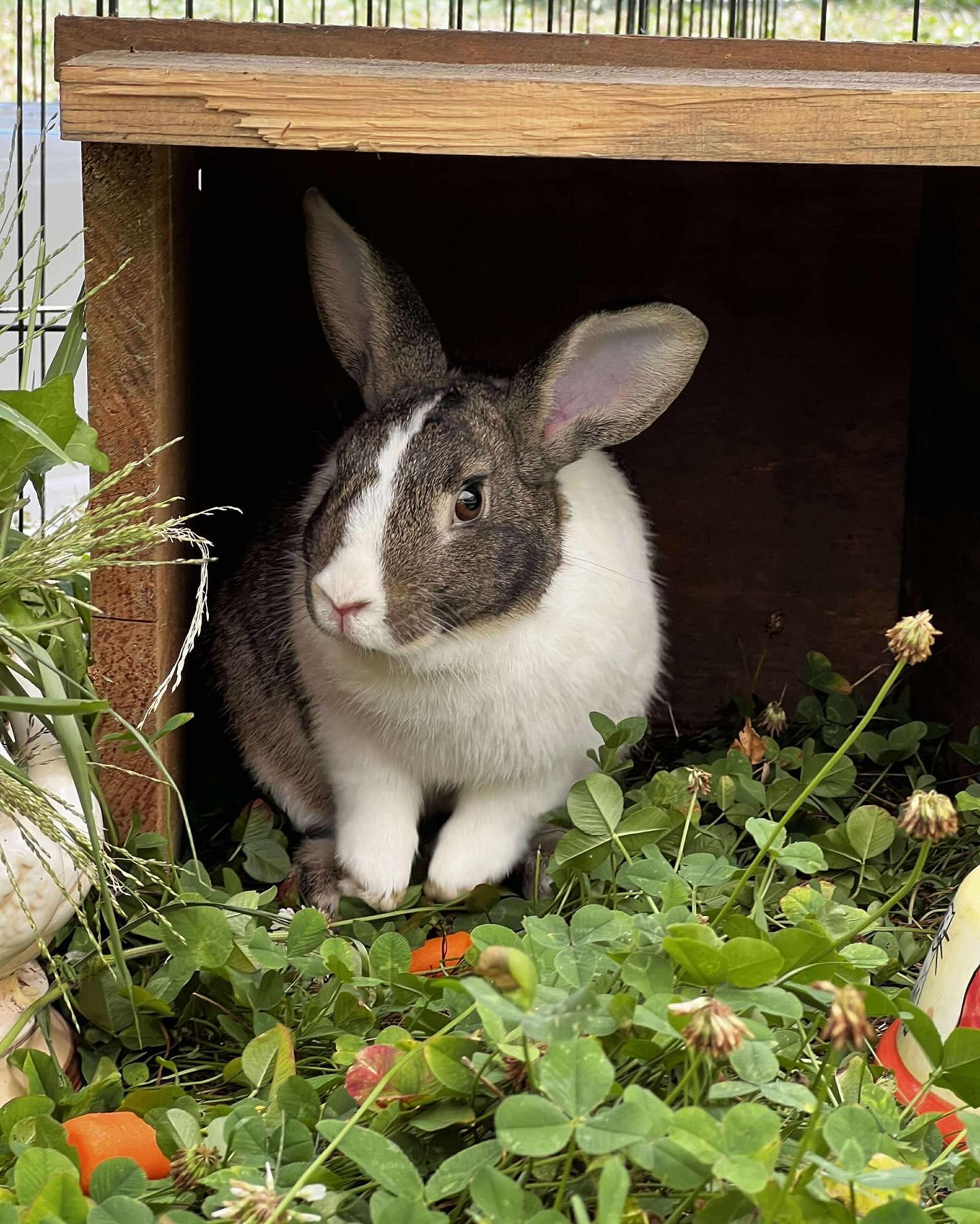 Opie, Adoptable, Adult Male Bunny Rabbit.