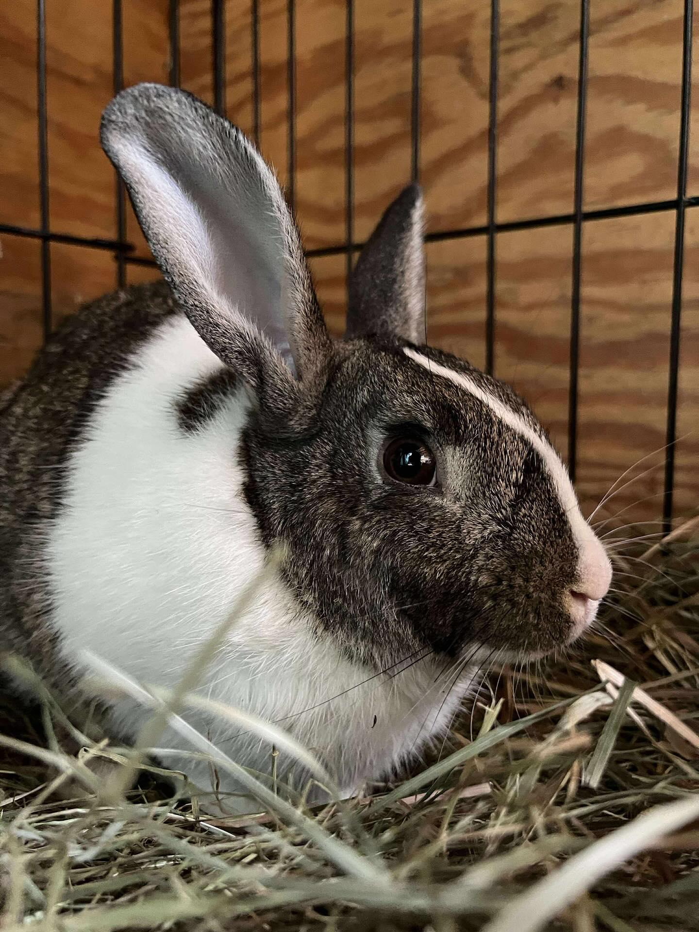 Opie, a Adoptable mixed breed in Westbrook, ME image 2/6