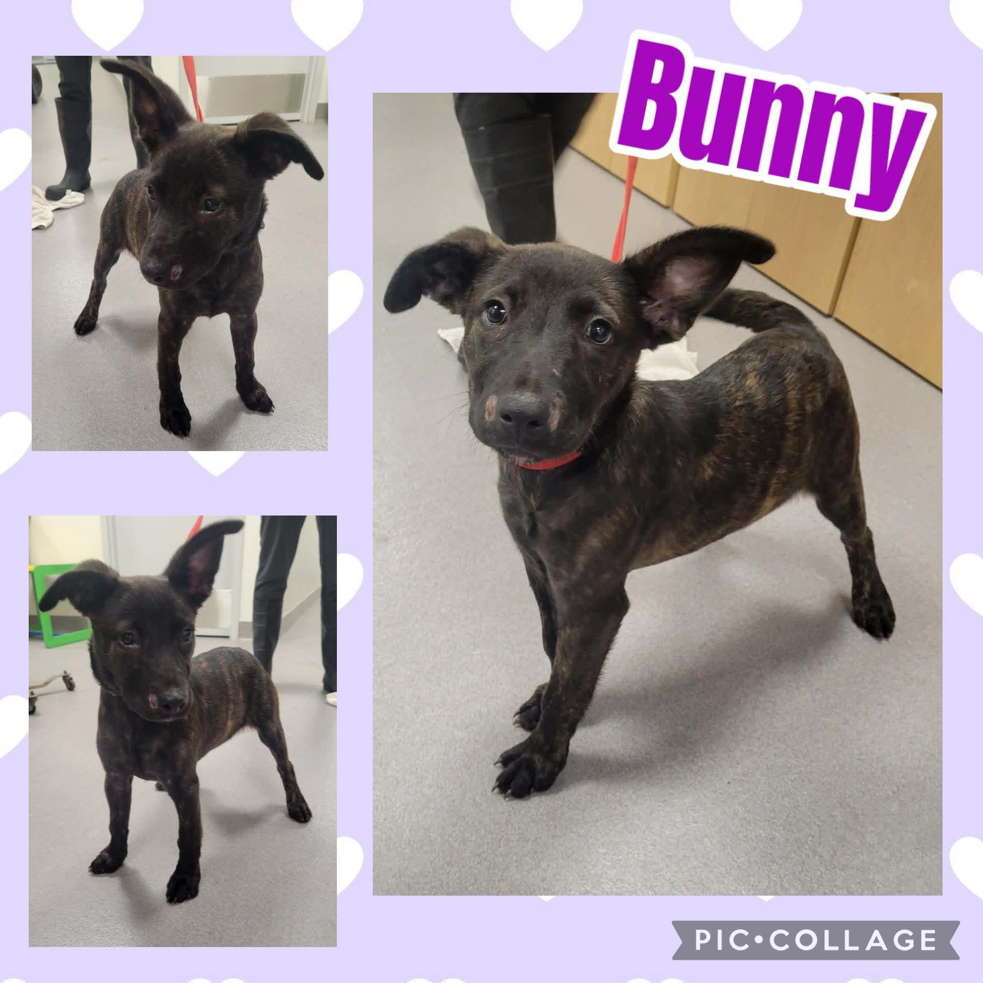 Bunny, ADOPTABLE, Puppy Female Dutch Shepherd.