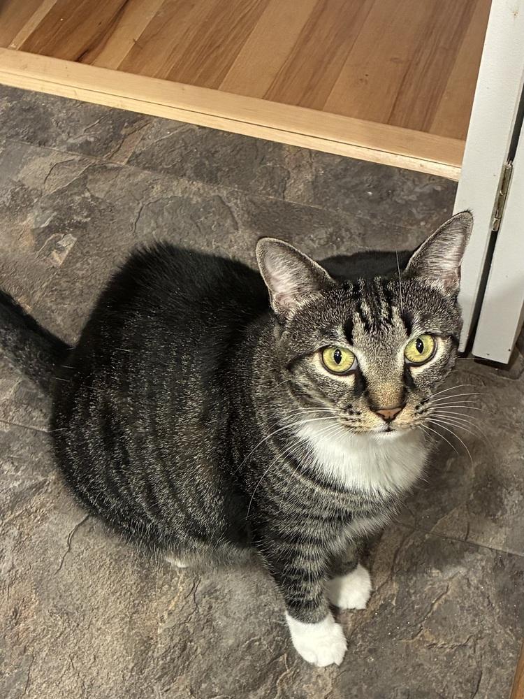 Juniper, Adoptable, Adult Female Domestic Short Hair & Tabby.