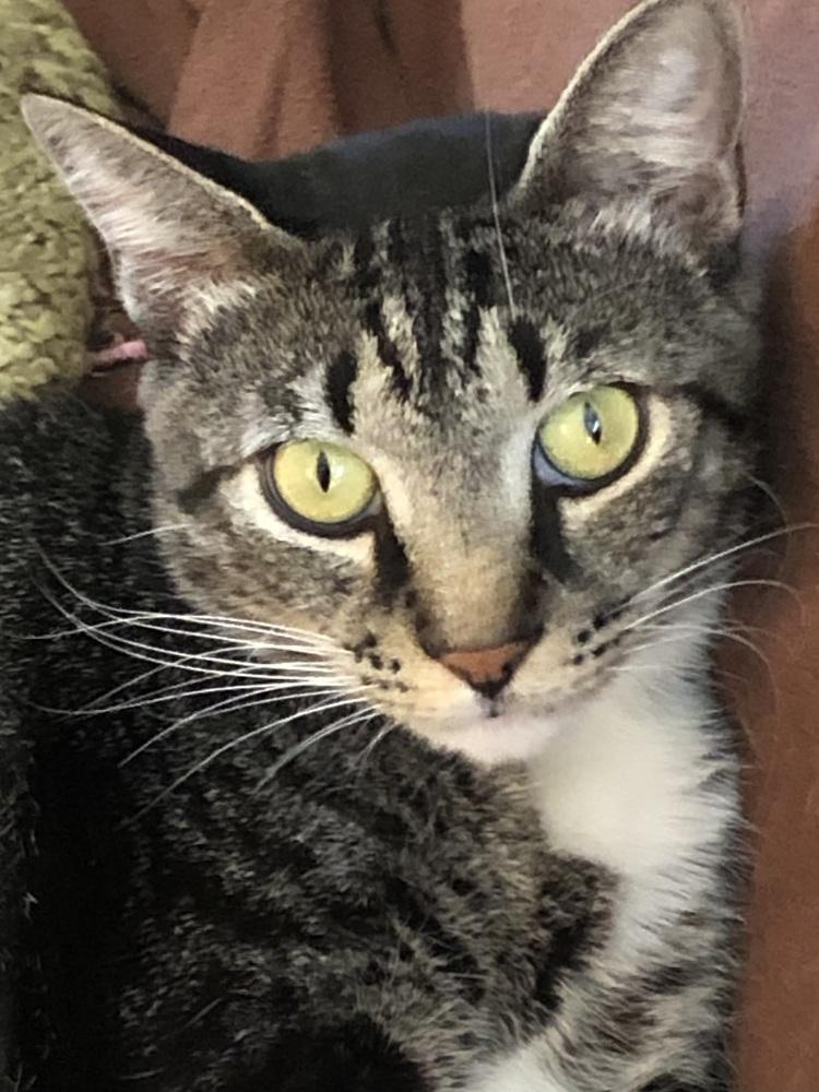 Enlarge Juniper, a Adoptable mixed breed in Bowie, MD image 2/5