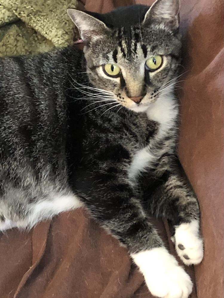 Enlarge Juniper, a Adoptable mixed breed in Bowie, MD image 3/5