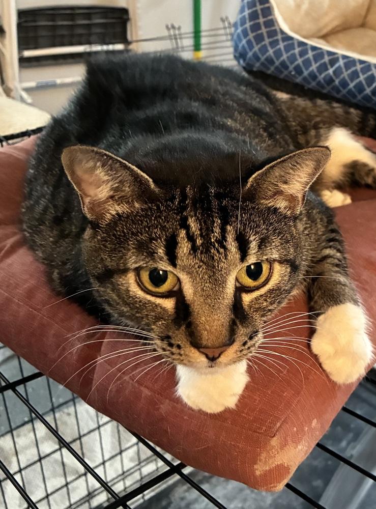 Enlarge Juniper, a Adoptable mixed breed in Bowie, MD image 4/5