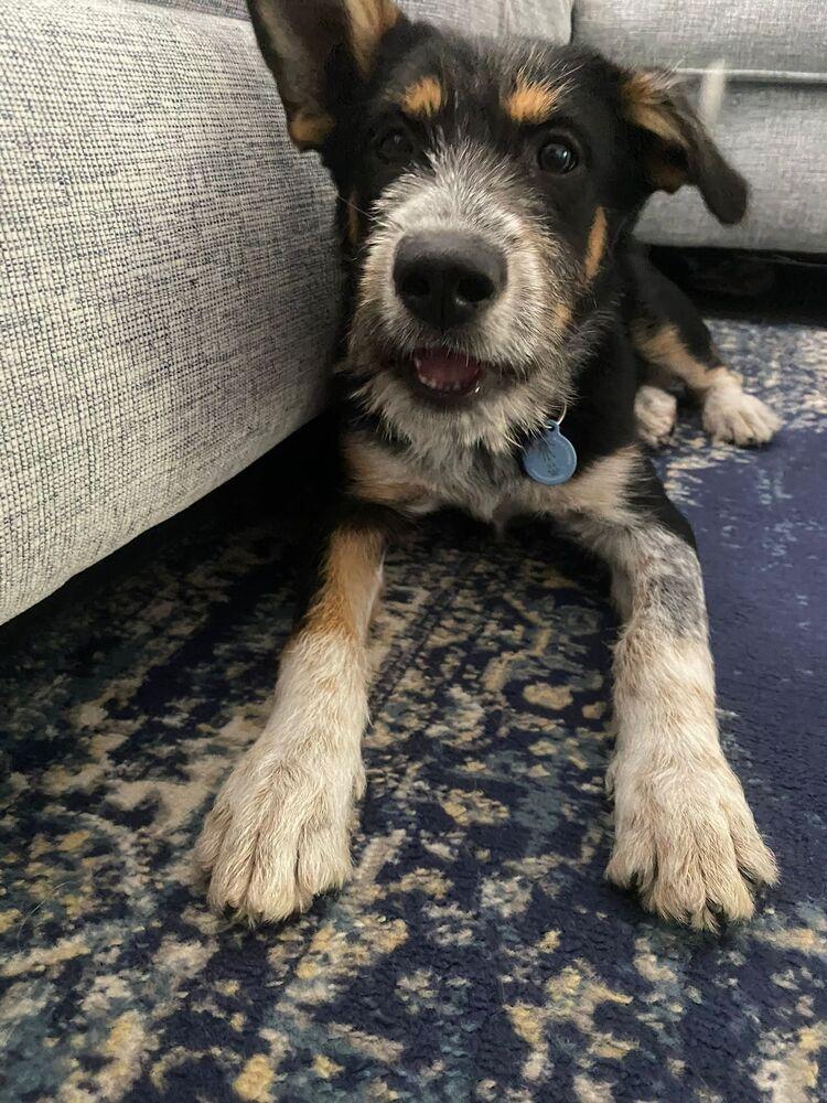 Enlarge Summer, a Adopted mixed breed in St. Petersburg, FL image 1/4