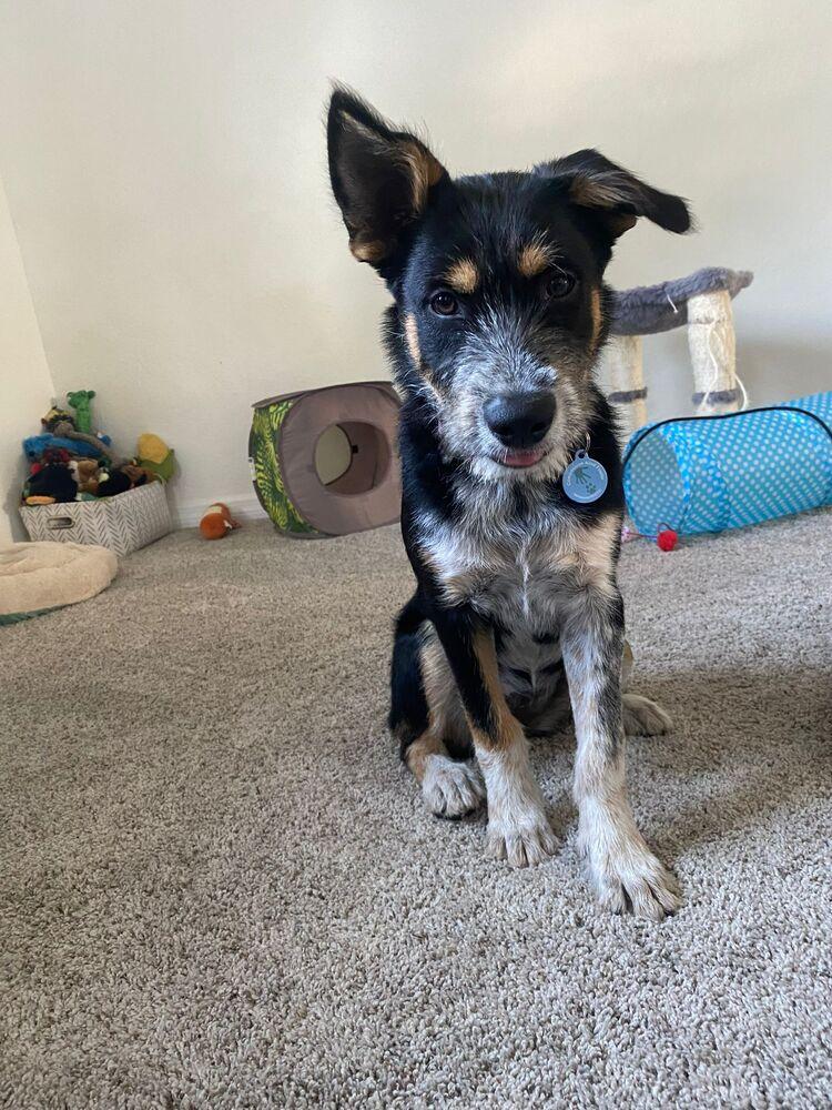 Enlarge Summer, a Adopted mixed breed in St. Petersburg, FL image 2/4