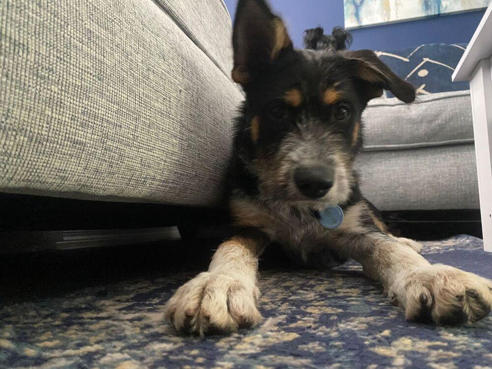 Summer, Adopted, Puppy Female Terrier.