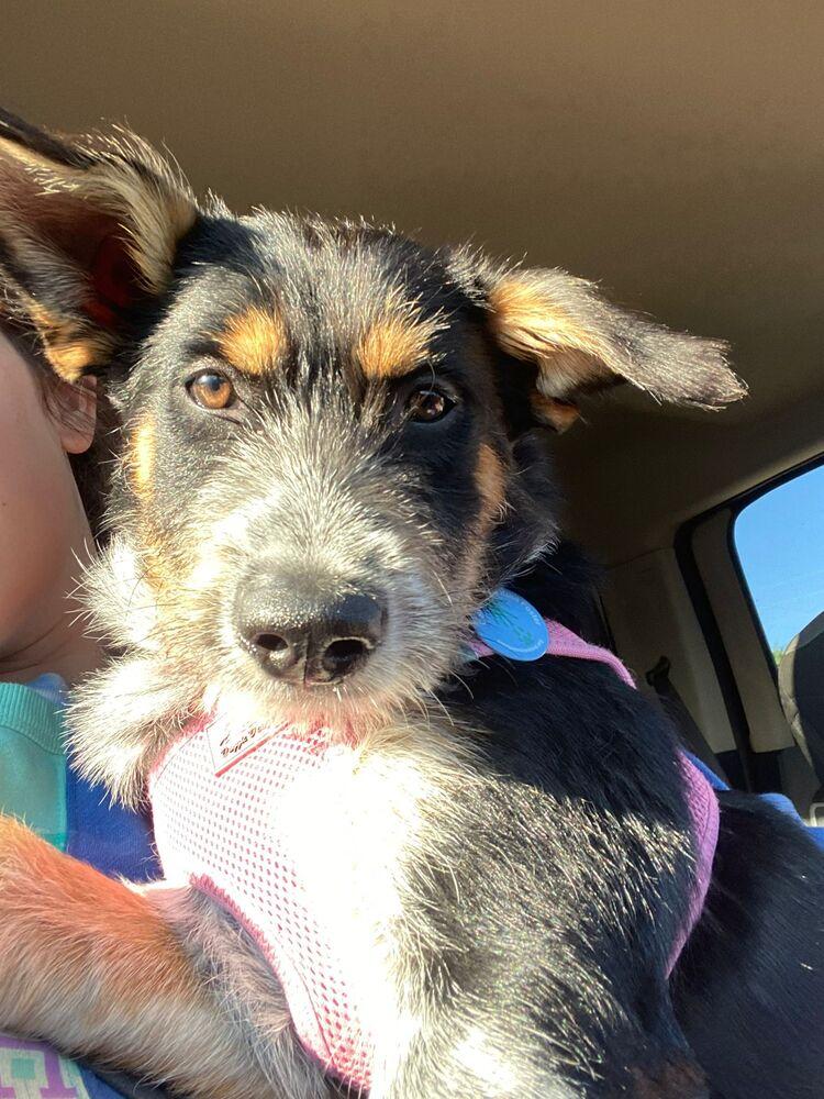 Enlarge Summer, a Adopted mixed breed in St. Petersburg, FL image 4/4