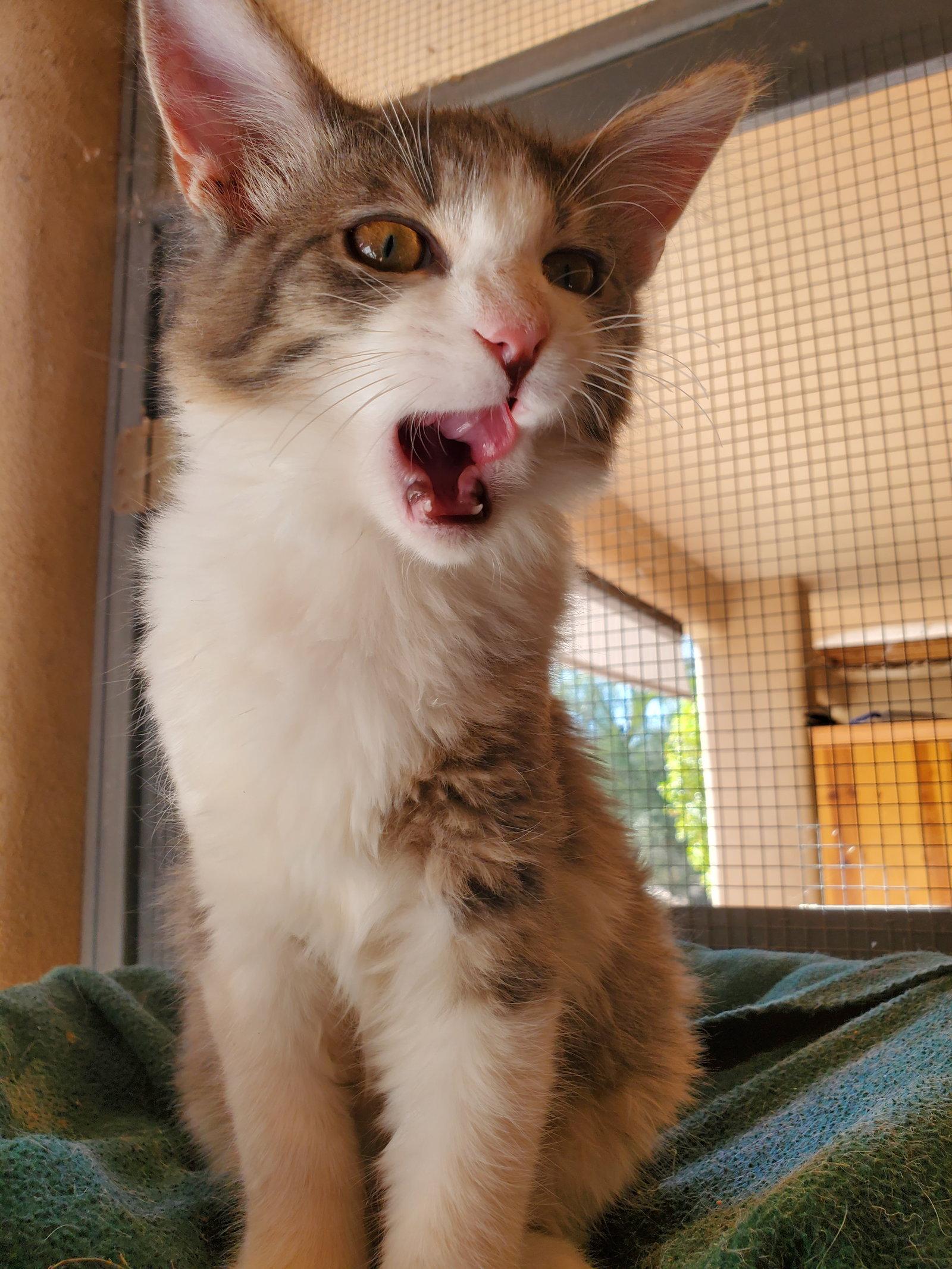 Seagram, Adopted, Kitten Male Domestic Medium Hair.