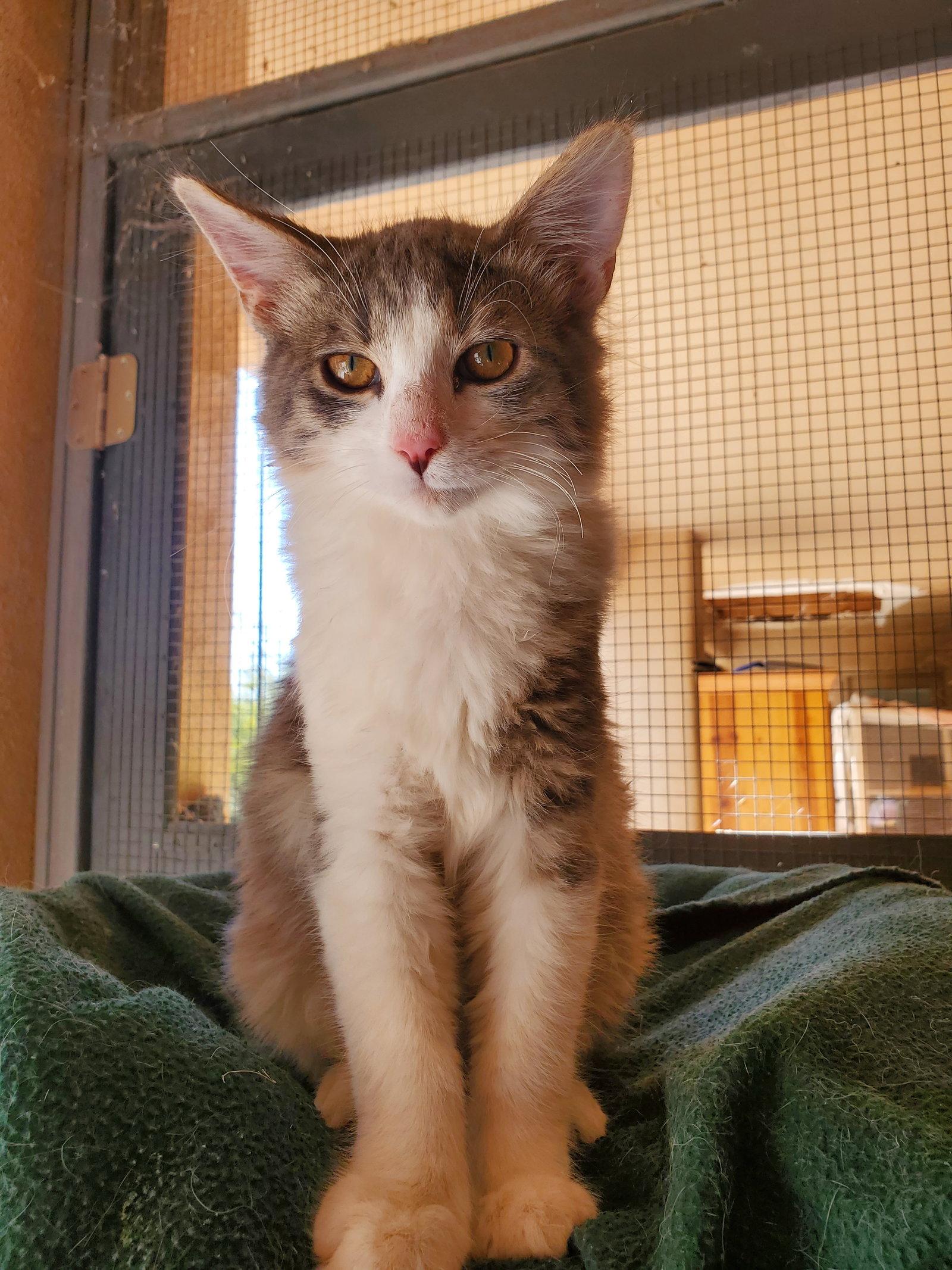 Seagram, a Adopted Domestic Medium Hair in Glendale, AZ image 2/3