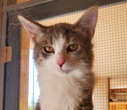 Seagram, a Adopted Domestic Medium Hair in Glendale, AZ image 3/3