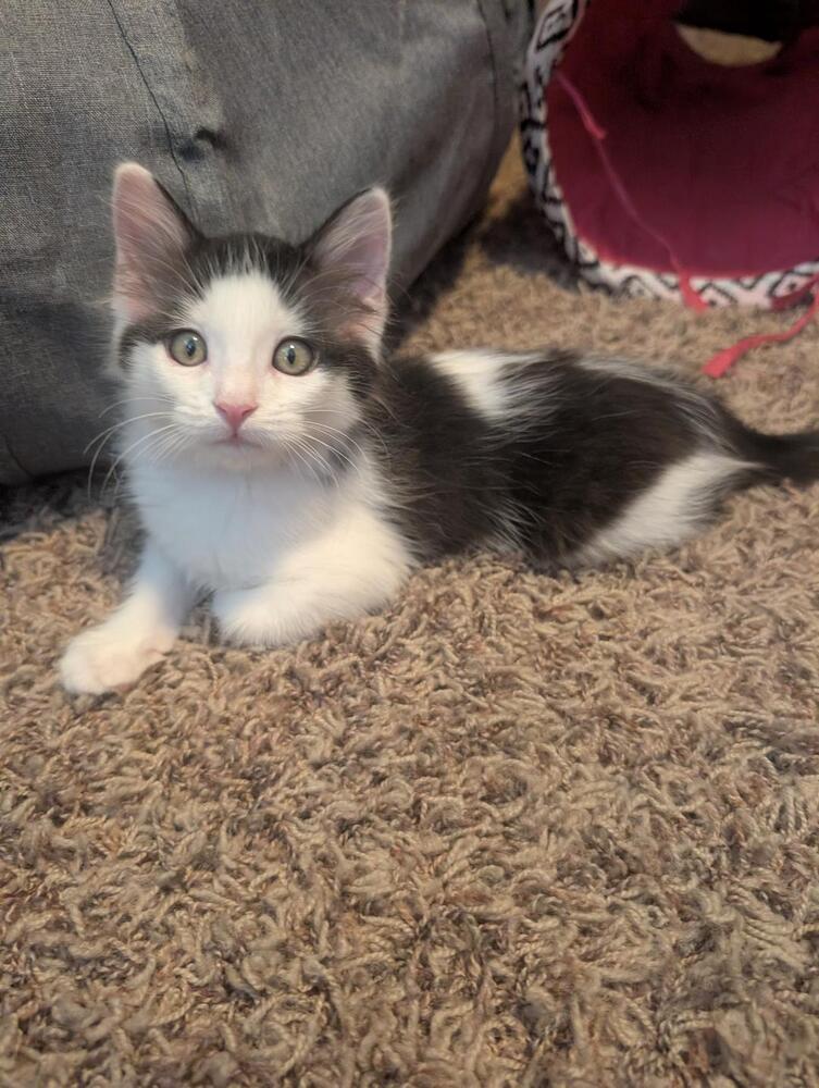 Mochi, Adoptable, Kitten Male Domestic Short Hair.