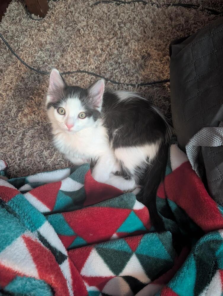 Enlarge Mochi, a Adoptable Domestic Short Hair in Oceanside, CA image 2/5