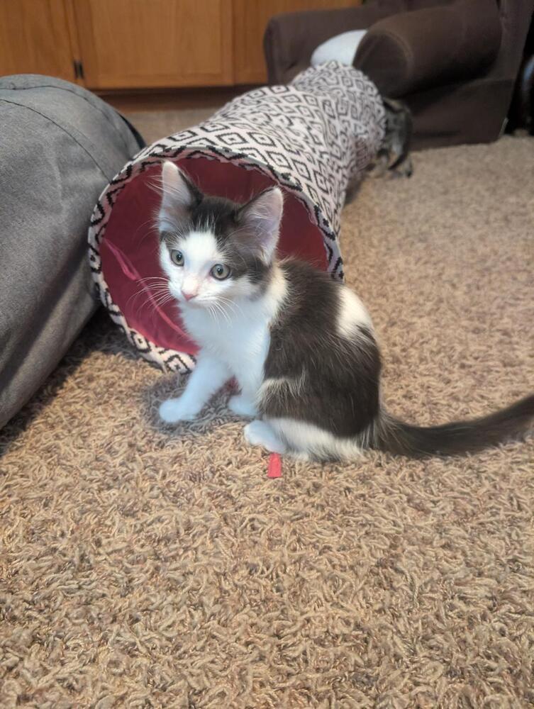 Enlarge Mochi, a Adoptable Domestic Short Hair in Oceanside, CA image 3/5