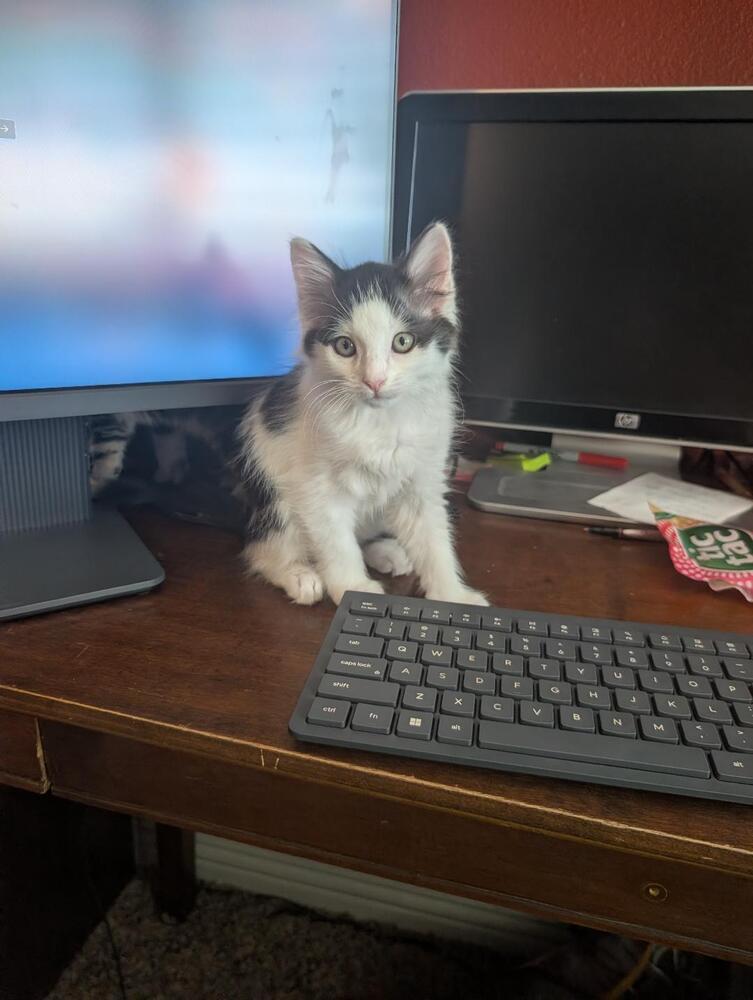 Enlarge Mochi, a Adoptable Domestic Short Hair in Oceanside, CA image 4/5