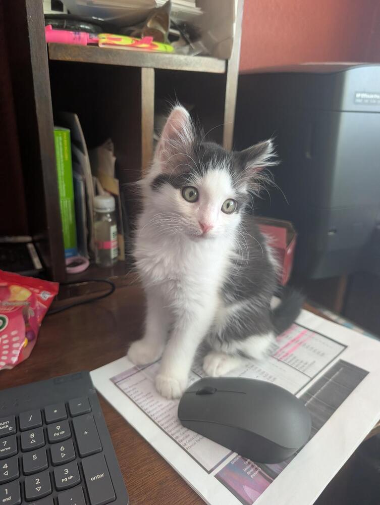 Enlarge Mochi, a Adoptable Domestic Short Hair in Oceanside, CA image 5/5
