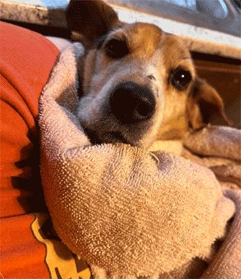 Enlarge Melanie, an adoption pending Beagle in West Decatur, PA image 3/5