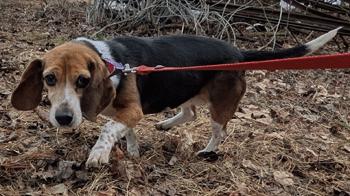 Melanie, ADOPTABLE, Adult Female Beagle.