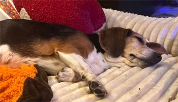 Enlarge Melanie, an adoption pending Beagle in West Decatur, PA image 4/5