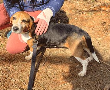 Enlarge Melanie, an adoption pending Beagle in West Decatur, PA image 2/5