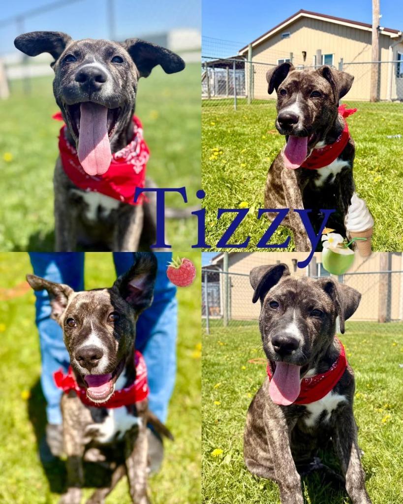 Tizzy, Adoptable, Puppy Male Mountain Cur.