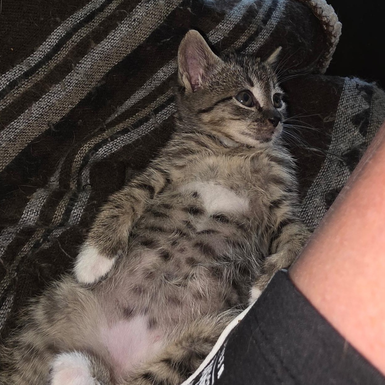 Rambo