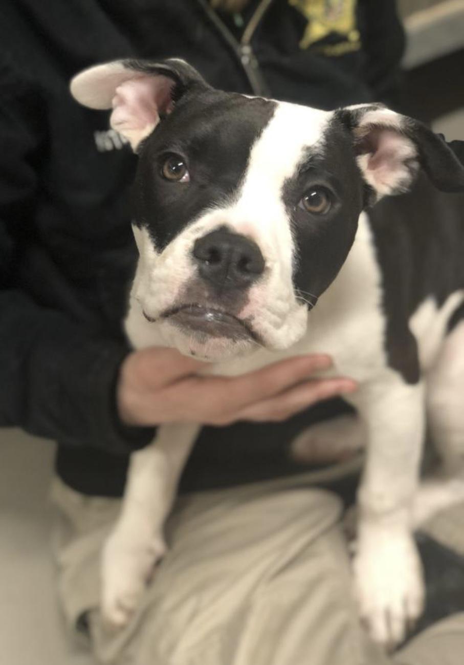 Flash AVAILABLE, a Adoptable American Bully in Canton, OH image 6/6