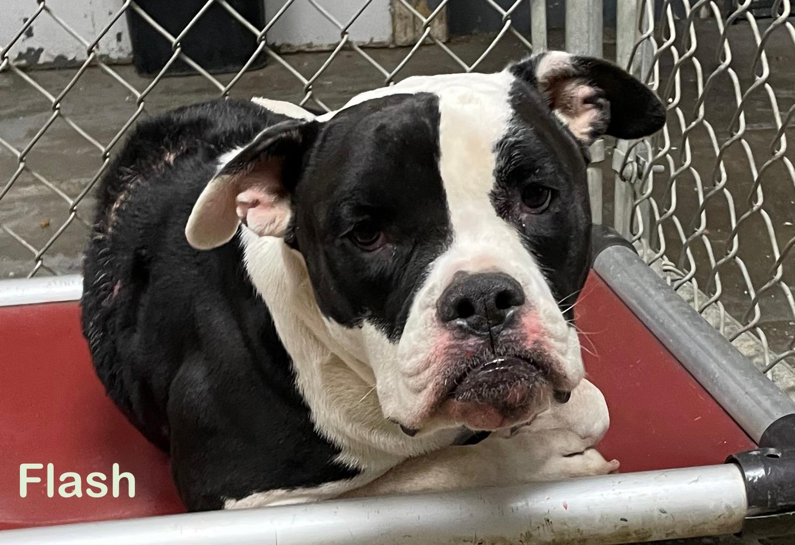 Flash AVAILABLE, a Adoptable American Bully in Canton, OH image 5/6