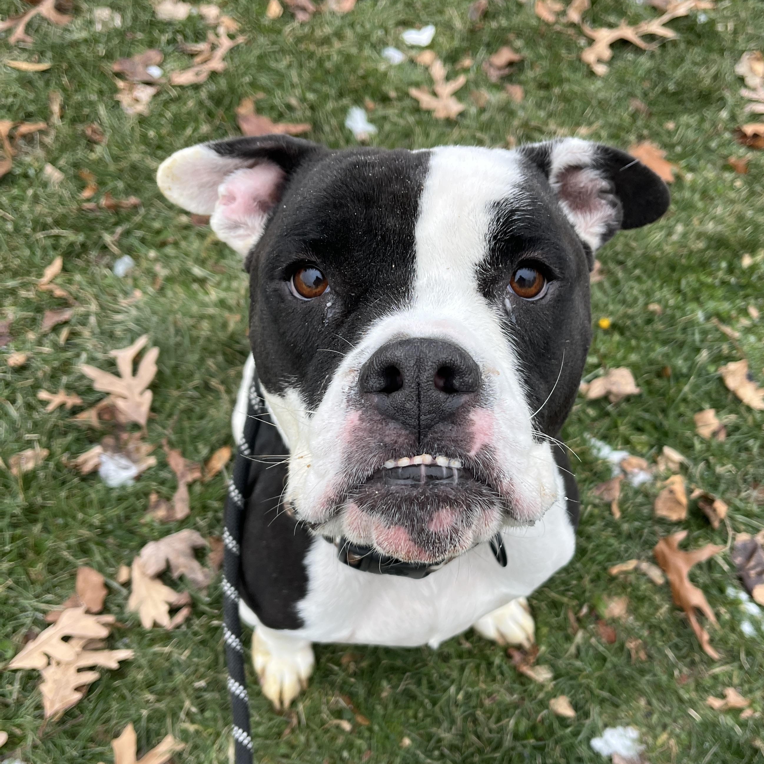 Enlarge Flash AVAILABLE, a Adoptable mixed breed in Canton, OH image 1/6