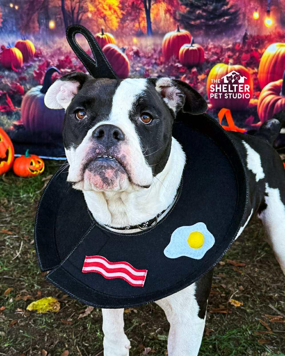 Flash AVAILABLE, Adoptable, Adult Male American Bully.