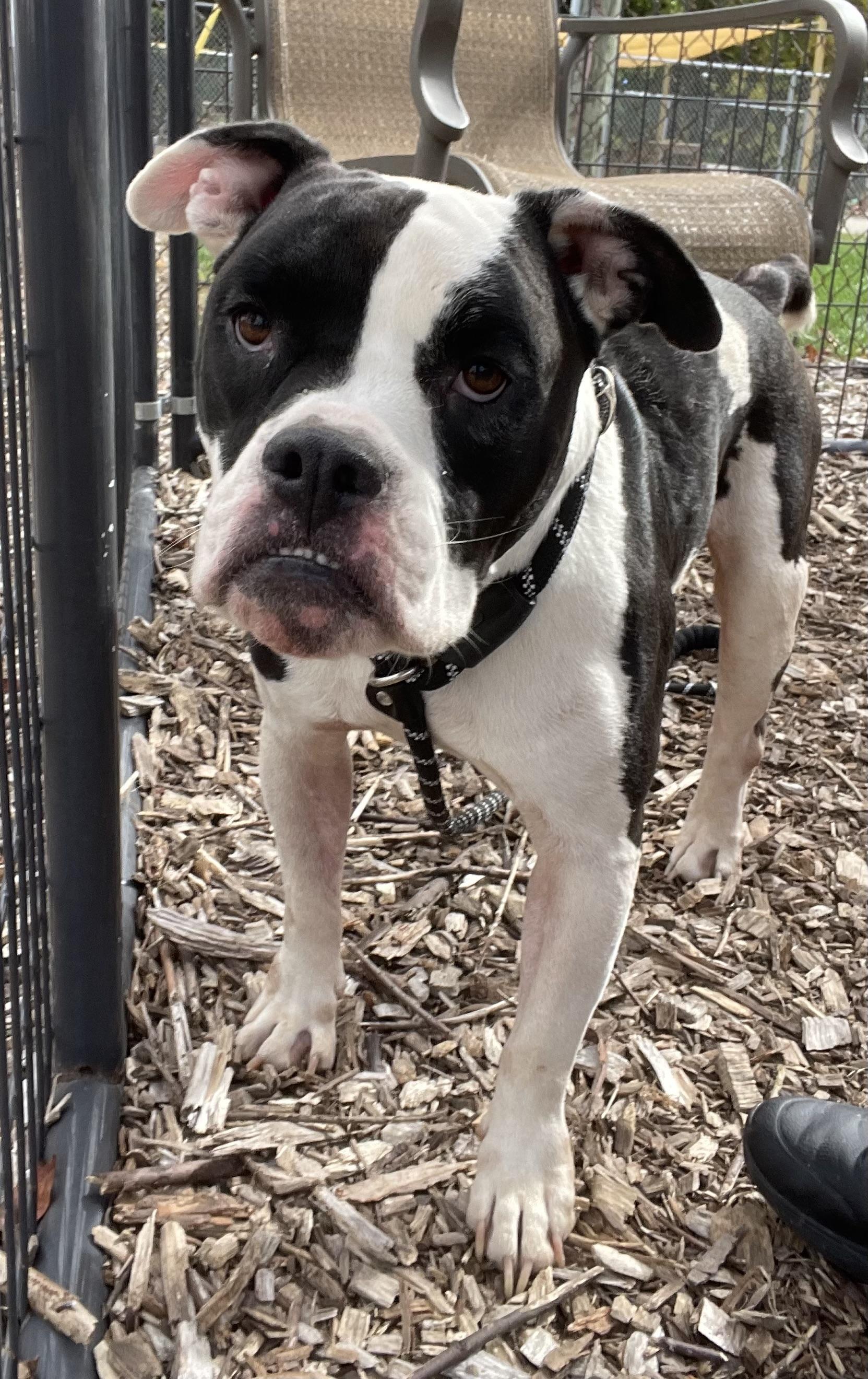 Flash AVAILABLE, a Adoptable American Bully in Canton, OH image 4/6