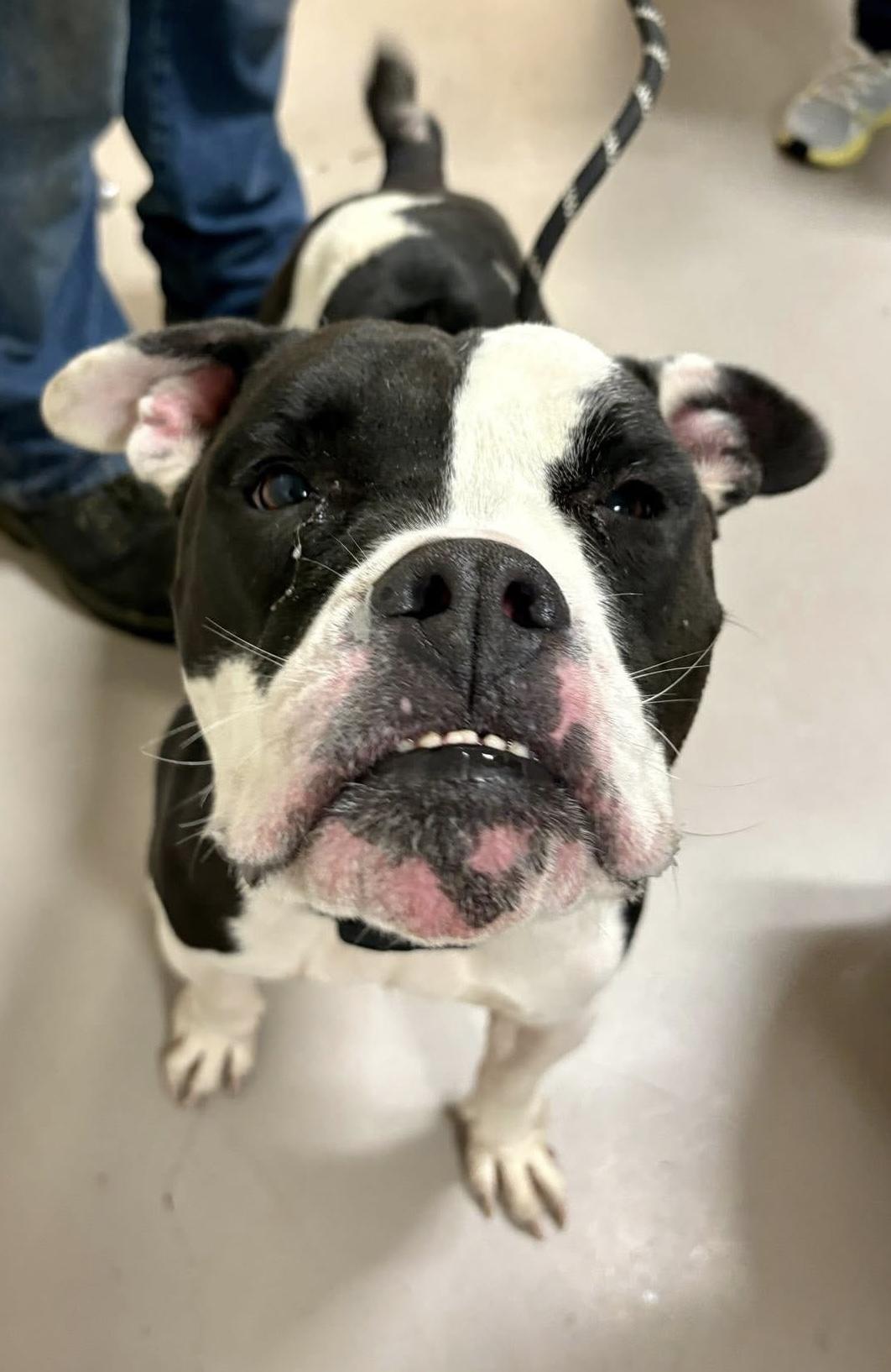 Flash AVAILABLE, a Adoptable American Bully in Canton, OH image 2/6